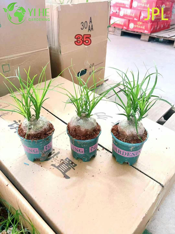 Wholesale Ponytail Palm Elephant's Foot Live Beaucarnea Plant Bonsai