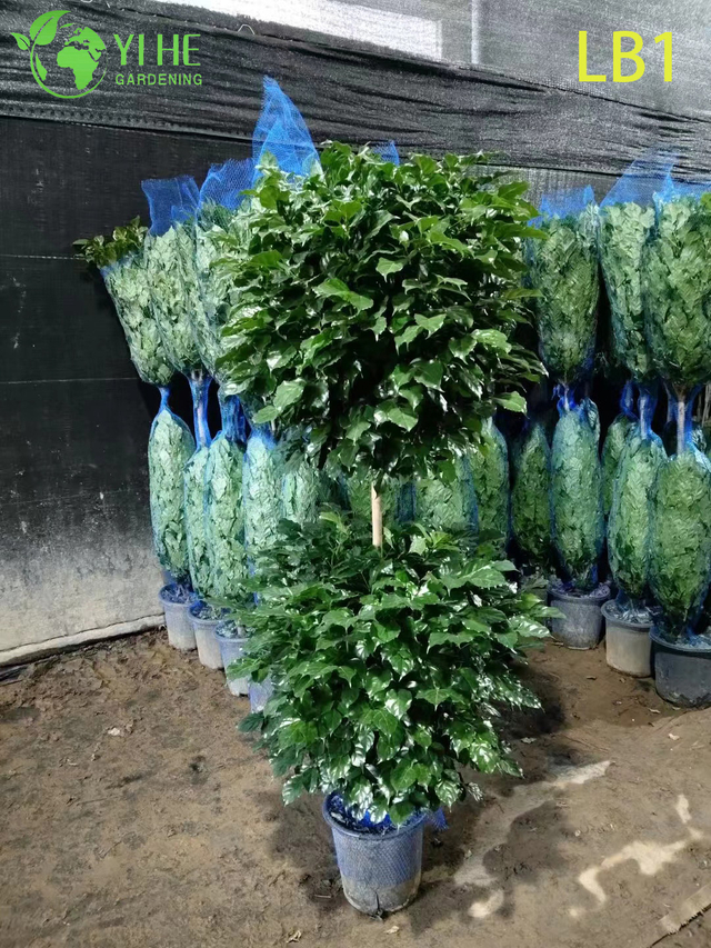 Wholesale China Doll Plant Two Ball Topiary Live Indoor Tree Bonsai