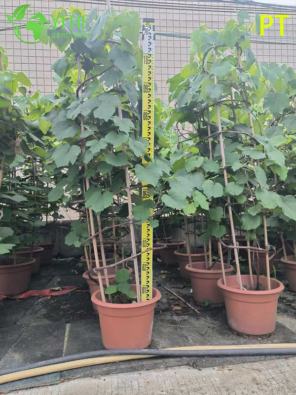 Vitis Vinifera Vineyard-Quality Grapevine Plant Bonsai Tree