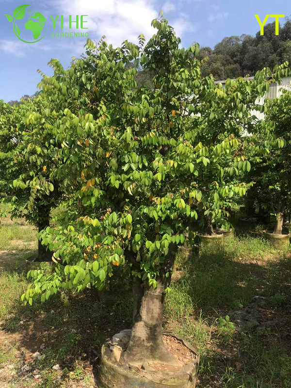 Live Star Fruit Carambola Tree with Sweet Star-Shaped Fruit Averrhoa Carambola Bonsai