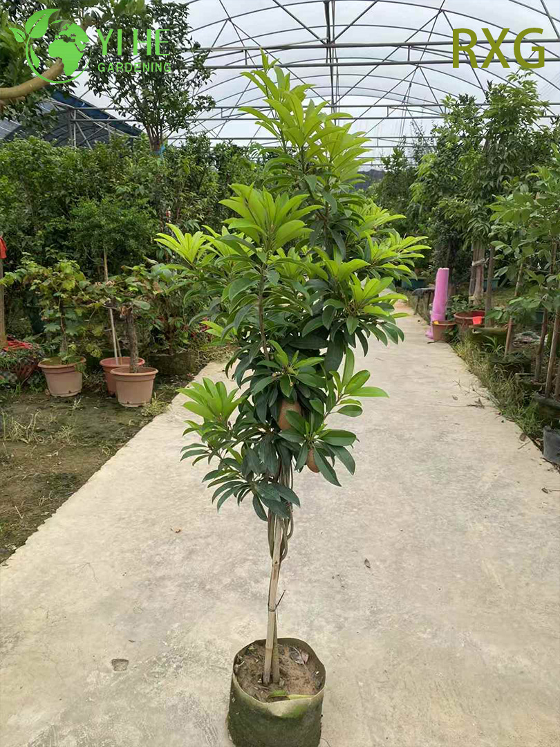 Live Manilkara zapota Sapodilla Chikoo Tree with Sweet Brown Sugar Fruit Bonsai