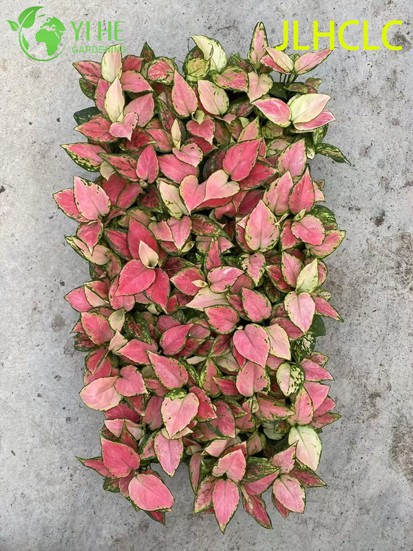 Aglaonema Auspicious RedRed Chinese EvergreenColorful Foliage PlantGood Fortune Plant Seedlings