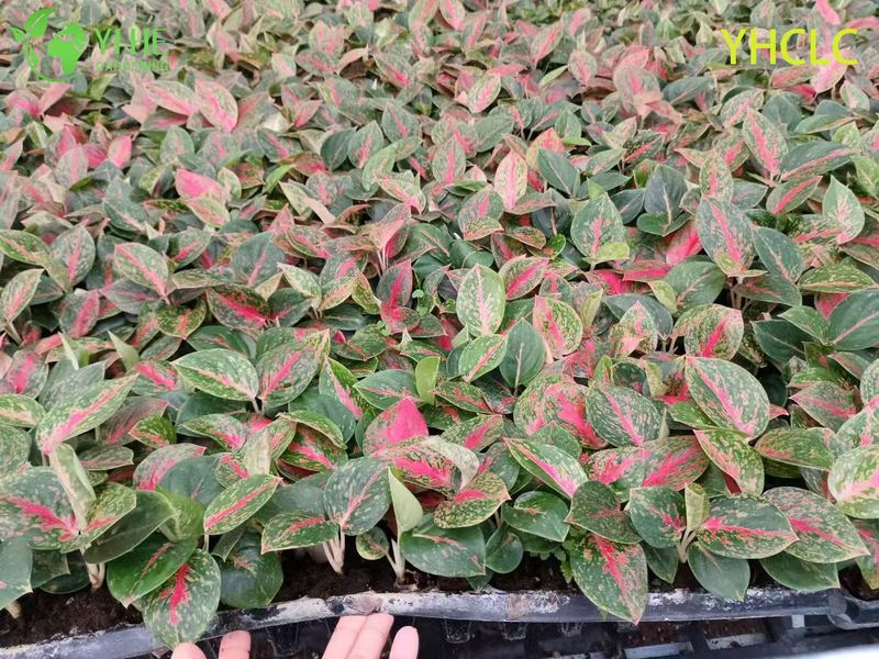 Wholesale Aglaonema Fireworks Live Chinese Evergreen Starter Plug Seedlings