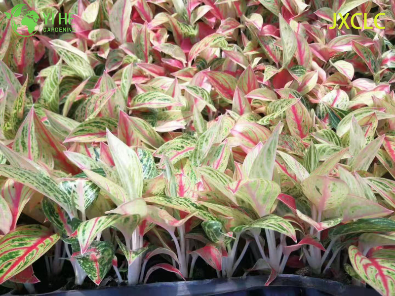 Wholesale Aglaonema Golden Star Live Chinese Evergreen Starter Plug Seedlings