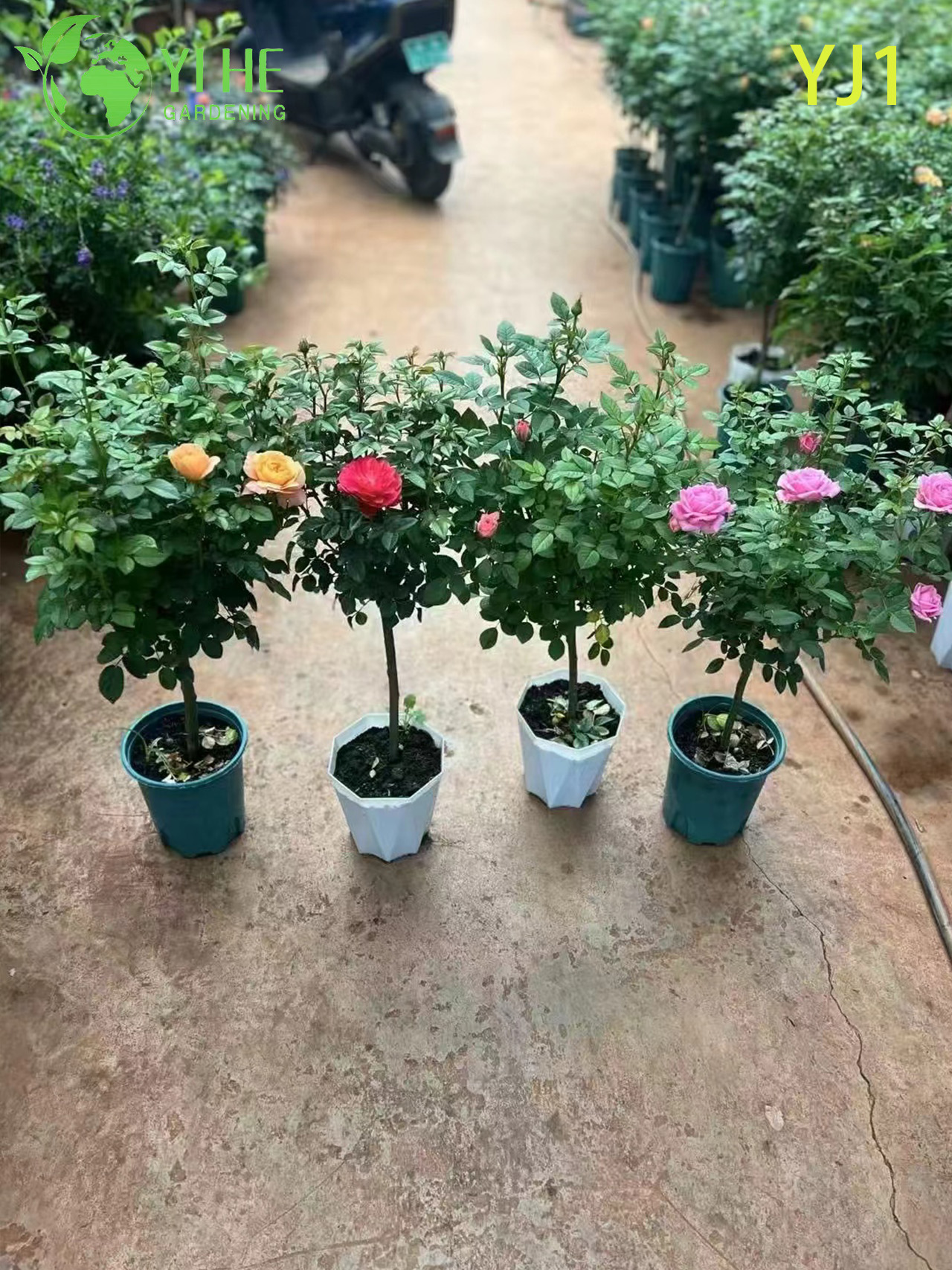 Wholesale Pink Bicolor Rose Tree Standard Live Flowering Plant Bonsai