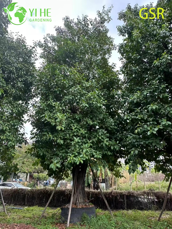 Large Outdoor Evergreen Ficus Altissima Tree for Landscaping Bonsai