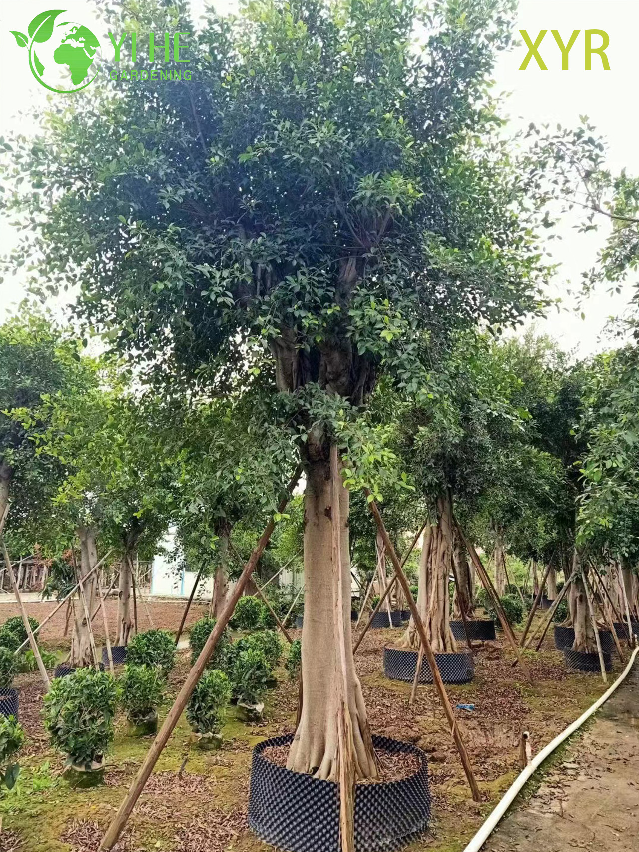 Dense Evergreen Ficus Nitida Indian Laurel for Hedging and Screening Tree