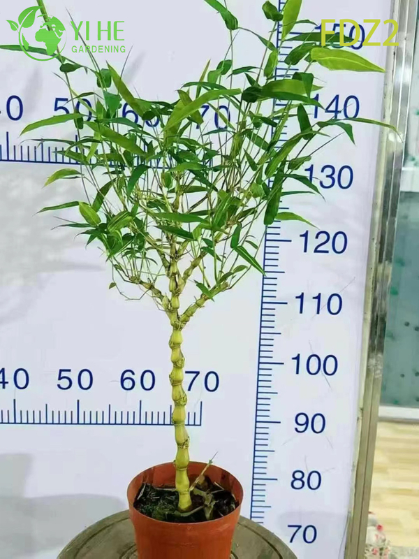 Ornamental Clumping Buddha Belly Bamboo for Bonsai and Screening Bonsai