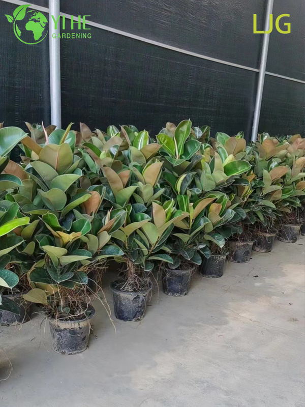 Large Glossy Leaf Ficus Elastica Rubber Plant for Modern Interiors Bonsai