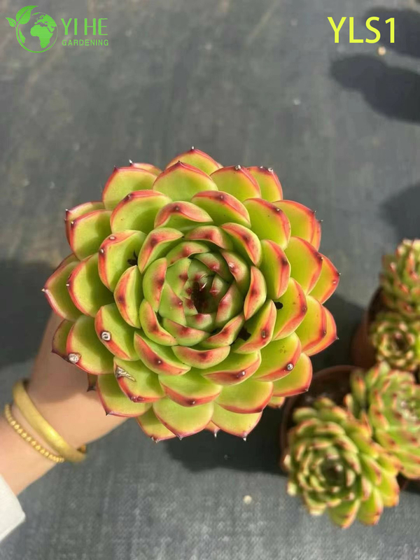 Wholesale Echeveria Agavoides Lipstick Live Succulent Plant Bonsai
