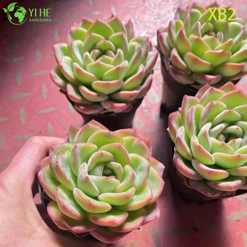 Wholesale Echeveria Pink Champagne Live Korean Hybrid Succulent Bonsai