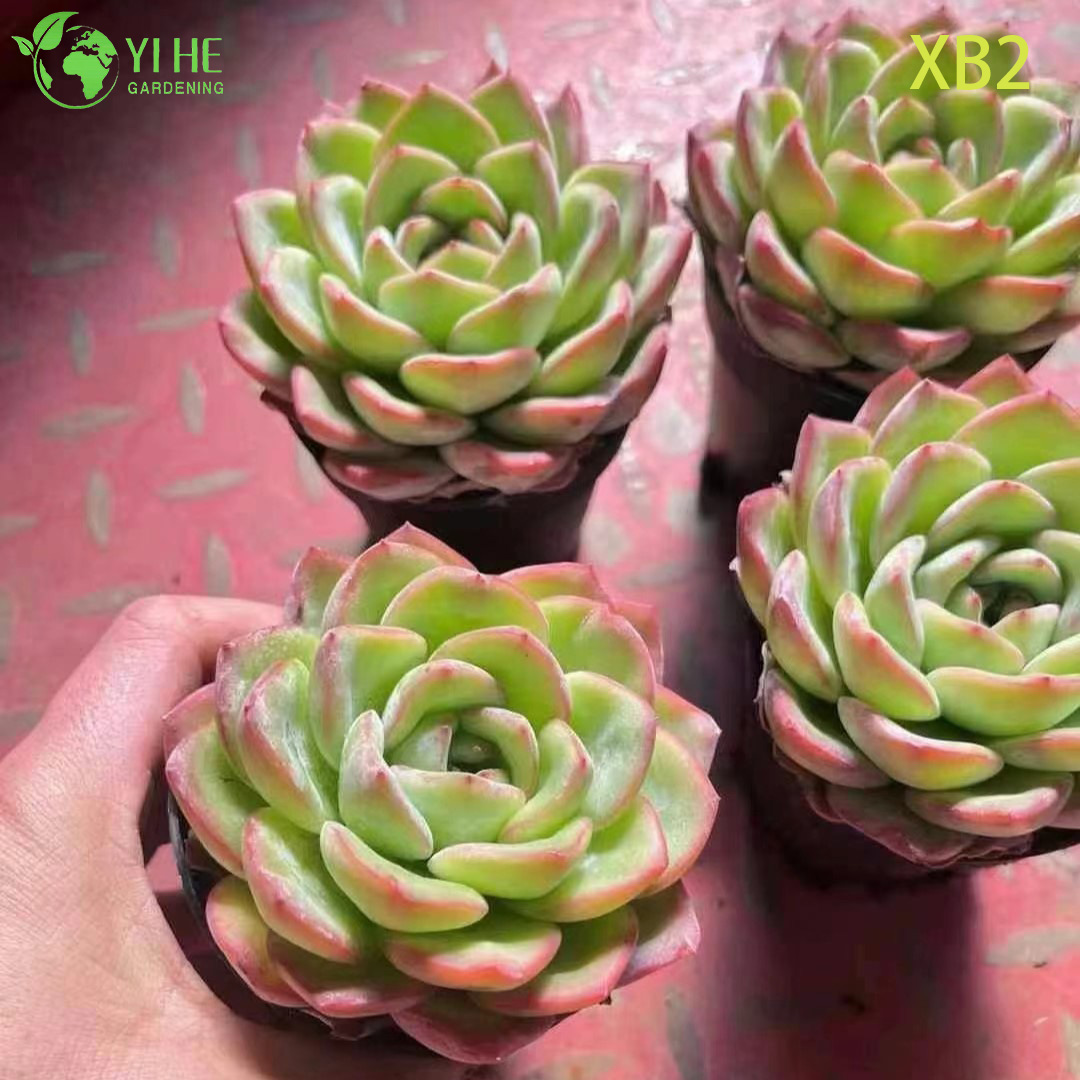 Wholesale Echeveria Pink Champagne Live Korean Hybrid Succulent Bonsai