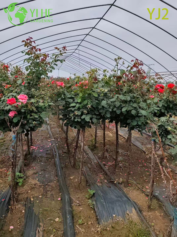 Wholesale Red Standard Rosa Chinensis Tree for Garden Landscaping Bonsai