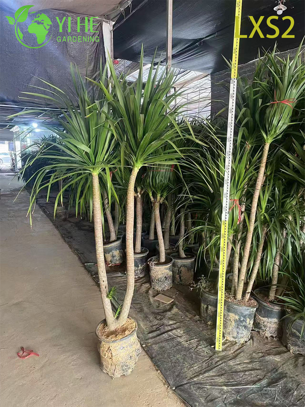 Wholesale Dracaena Draco Tree Live Mature Dragon Blood Tree for Export Bonsai