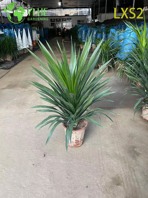 Wholesale Dracaena Fragrans 'Massangeana' Live Plants for Indoor Home Decor Bonsai