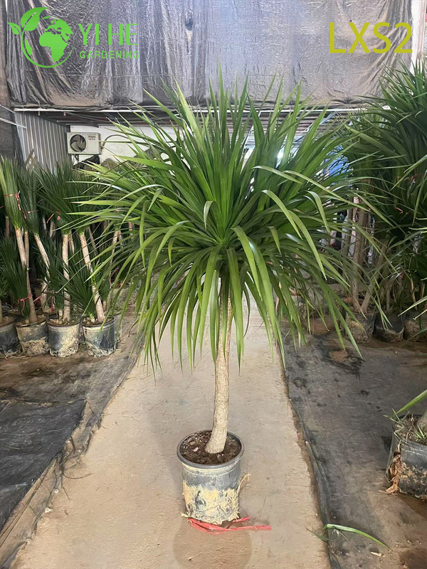 Wholesale Dracaena Draco Tree, Live Mature Dragon Blood Tree for Export Bonsai