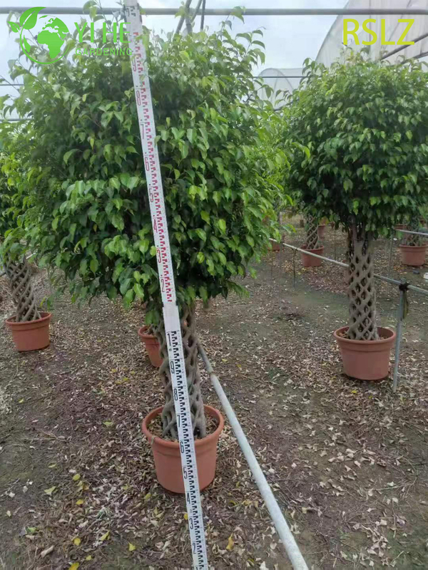 Woven Ficus Cage A Braided Trunk Live Plant Sculpture Bonsai