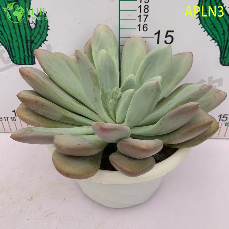 Wholesale Pink Opalina Mature Succulent Cluster Live Plant Bonsai