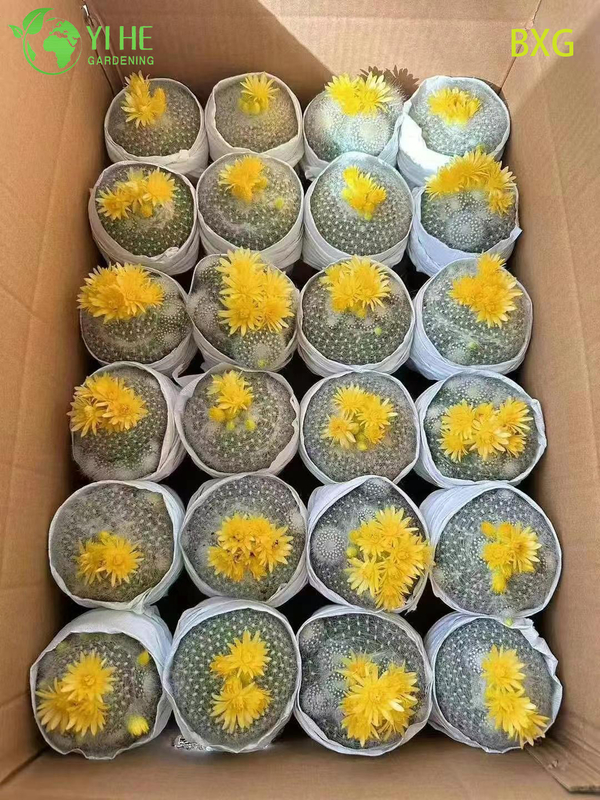 Wholesale Orange Flowering Rebutia Cactus Live Mini Plant Decor Bonsai