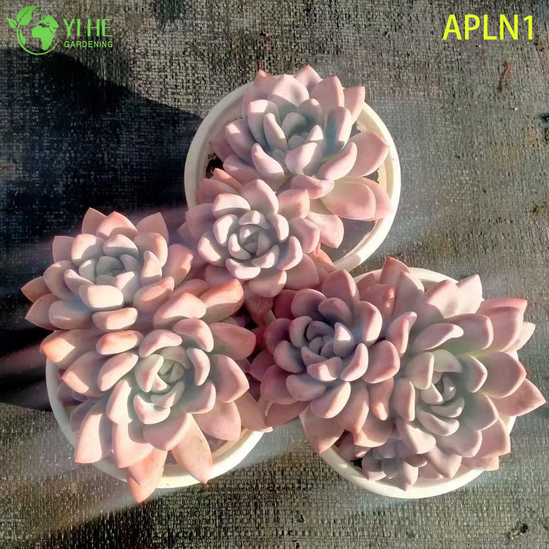 Wholesale Graptoveria Opalina Pastel Pink Live Succulent Rosette Plant Bonsai
