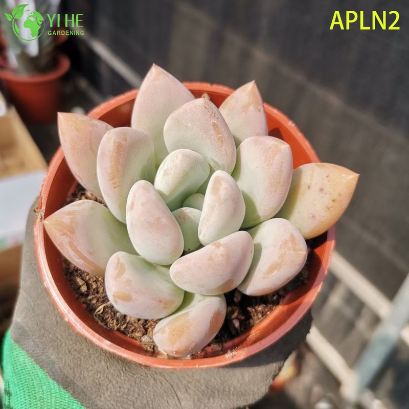 Wholesale Apricot A Grim One Mature Succulent Cluster Plant Bonsai