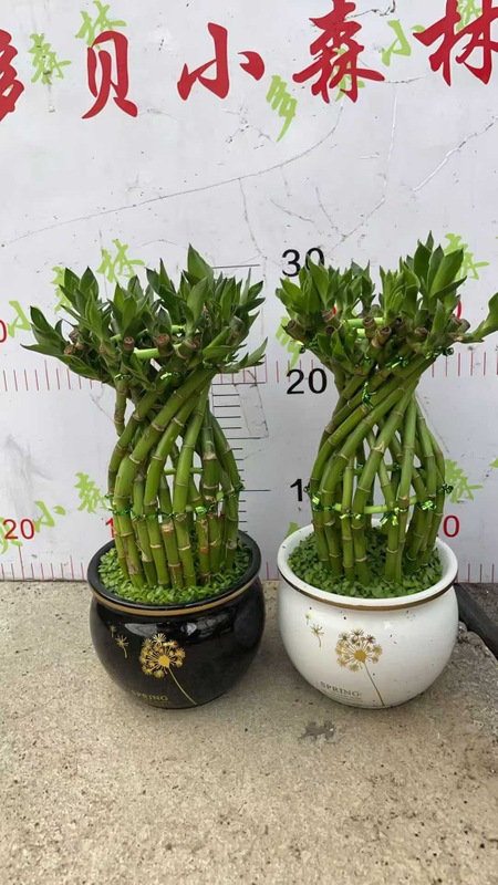 Fortune Bottle Episcia