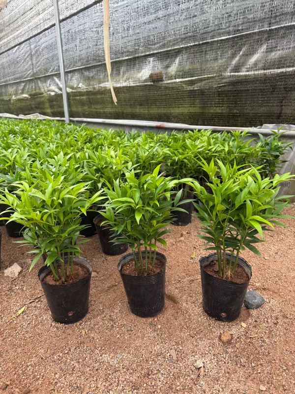Black Cup Podocarpus