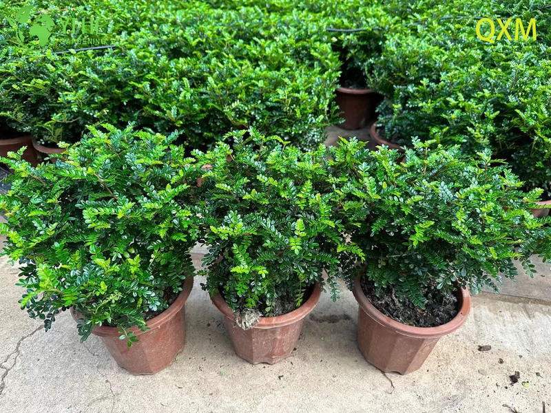 Pistacia Weinmannifolia, Fragrant Ornamental Bonsai Tree for Indoor & Outdoor