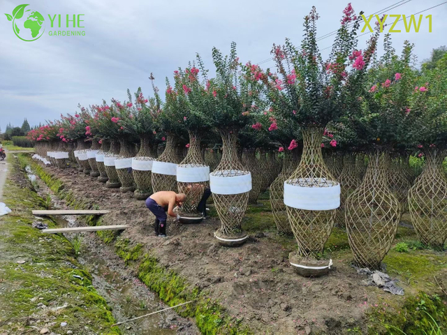 सजावटी लेगरस्ट्रोमिया परविफ्लोरा, फूलदान के आकार का टोपरी पेड़, फूलों के बगीचे की सजावट का पौधा