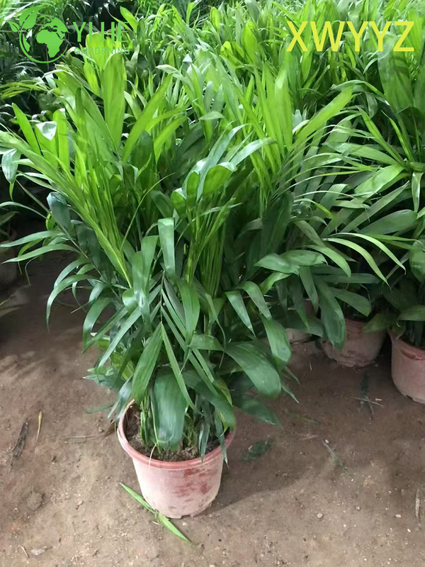 Potted Hawaiian Palm (Pritchardia gaudichaudii), Tropical Evergreen Indoor/Outdoor Decor Plant