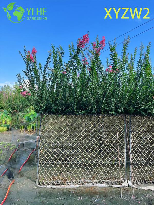 Lagerstroemia parviflora Trellis - shaped Ornamental Plant, Flowering Garden Fence Decor