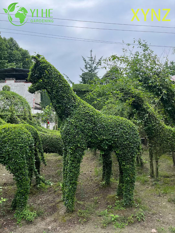 Animal - shaped Ligustrum quihoui Carr, Ornamental Evergreen Topiary Plants
