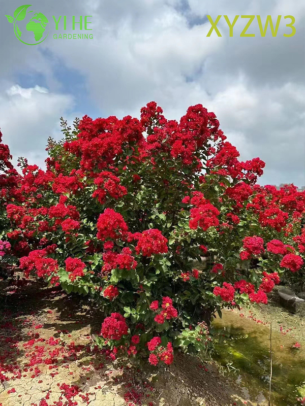 Ornamental Lagerstroemia parviflora Tree, Red - flowering Garden Specimen Plant