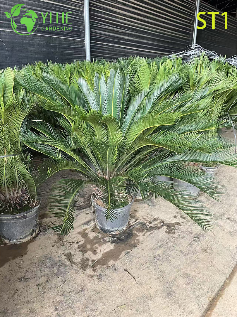 Cycas Revoluta, Evergreen Ornamental Sago Palm for Indoor & Outdoor Plant