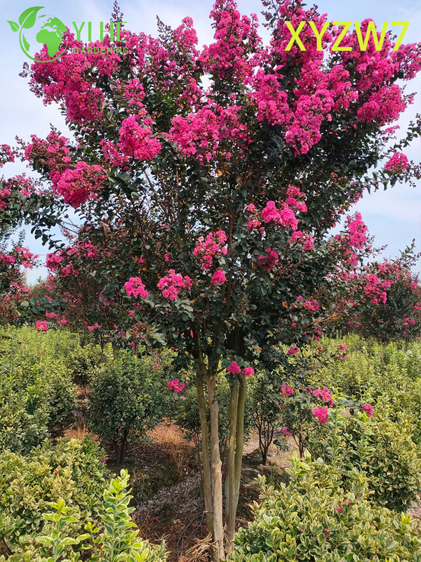 Multi - trunk Lagerstroemia Tree, Flowering Garden Specimen Plant