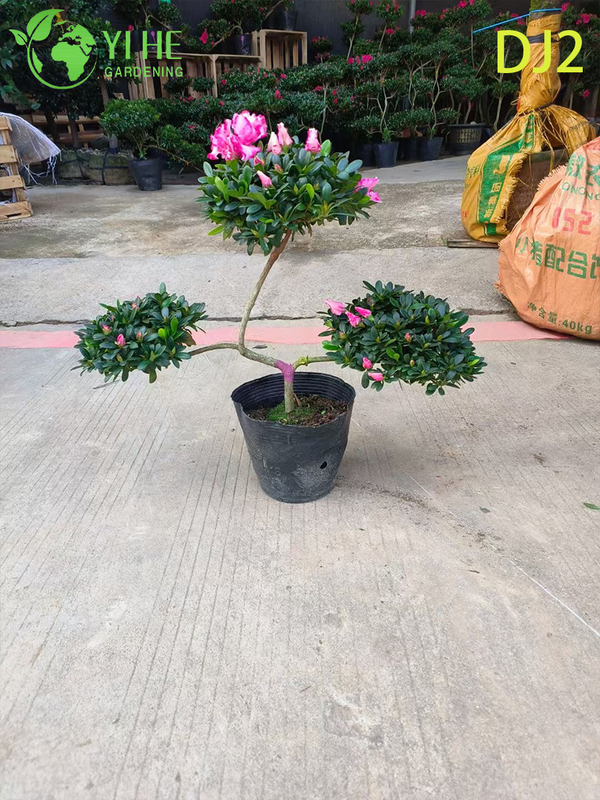 Exquisite Potted Rhododendron simsii with Ornate Bloom