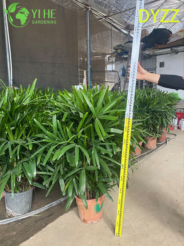 इनडोर आउटडोर सजावट संयंत्र के लिए सदाबहार बड़ी पत्ती रैपिस एक्सेलसा पाम