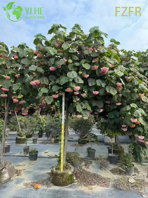 Flowering Dombeya wallichii, Ornamental African Tuliptree Shrub Plant