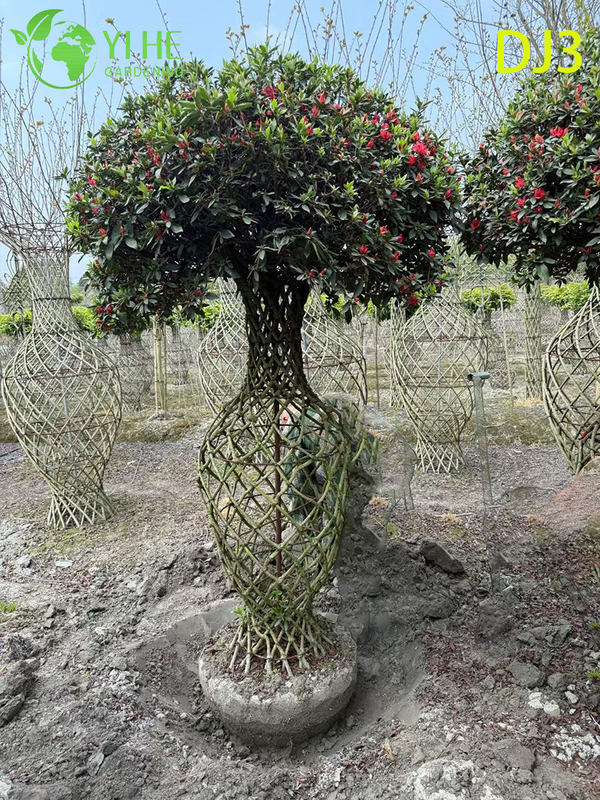 Artistic Topiary Rhododendron simsii, Ornamental Flowering Sculpture