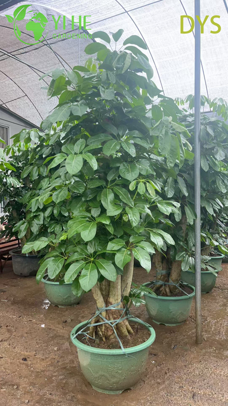 Live Green Umbrella Tree Schefflera Evergreen Indoor Bonsai Plant