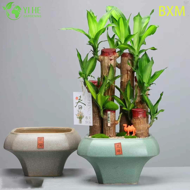 Fragrant Indoor Decorative Dracaena Plant