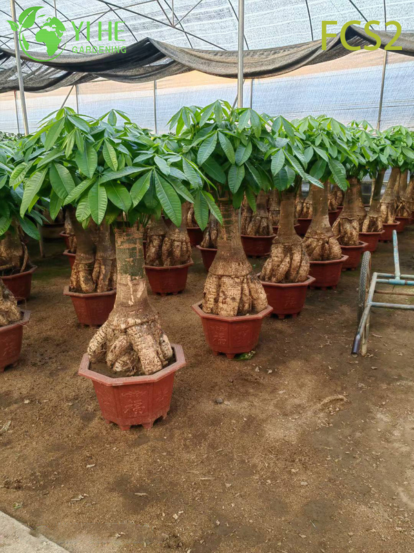 Large - sized Pachira macrocarpa with Thick Trunks, Lush Foliage for Decoration, Prosperity - bringing Money Tree