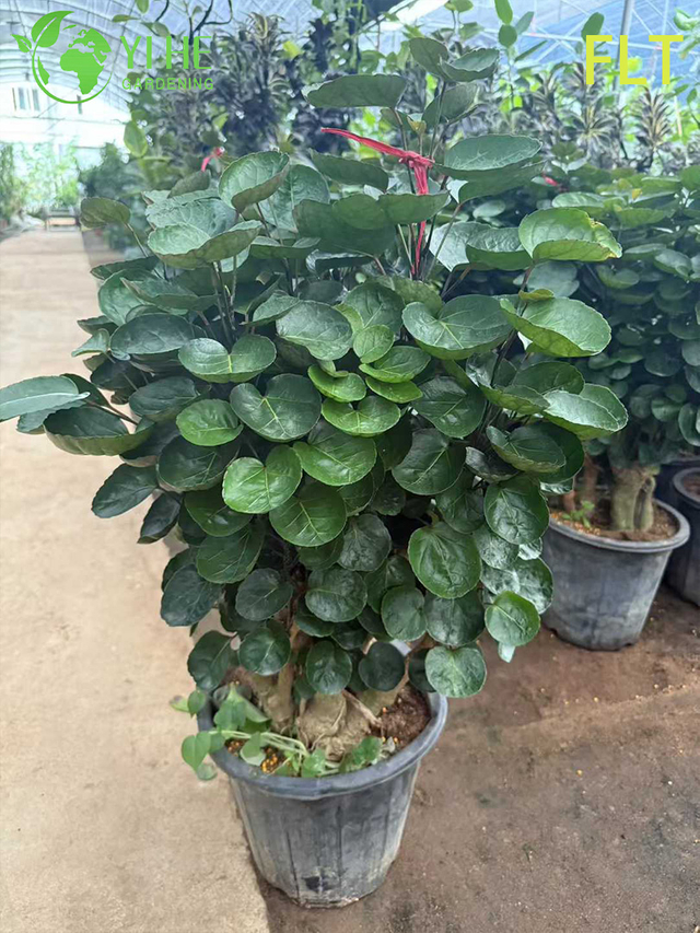 Variegated Polyscias Bonsai - Indoor Evergreen Ornamental Plant