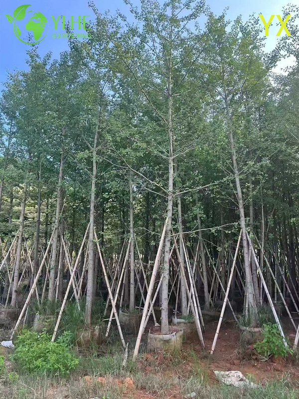Ornamental Long - lived Ginkgo Tree for Wholesale Export