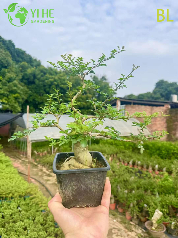 Ornamental Chinese Ash Tree for Wholesale Export