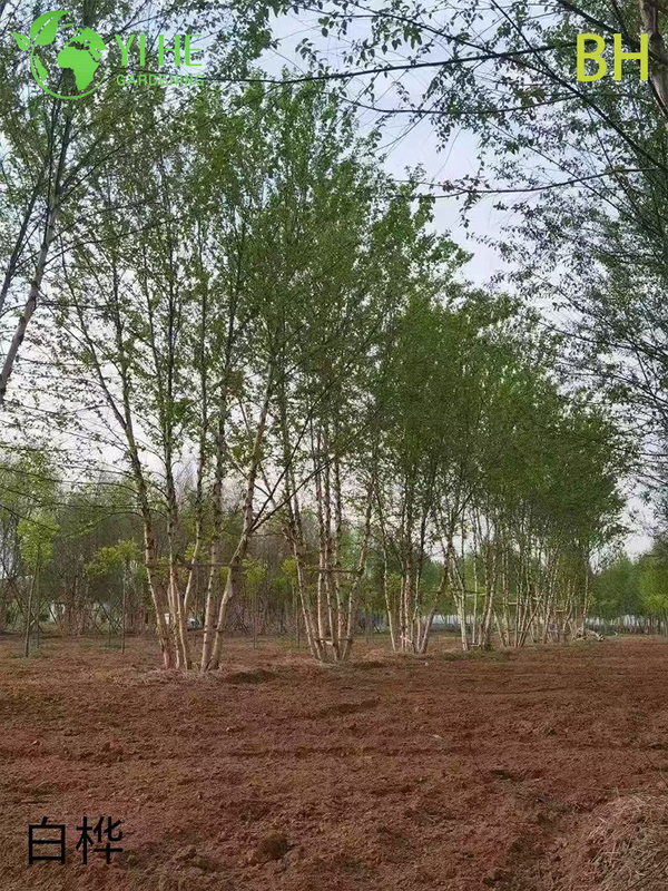 Ornamental Chinese White Birch Tree for Wholesale Export