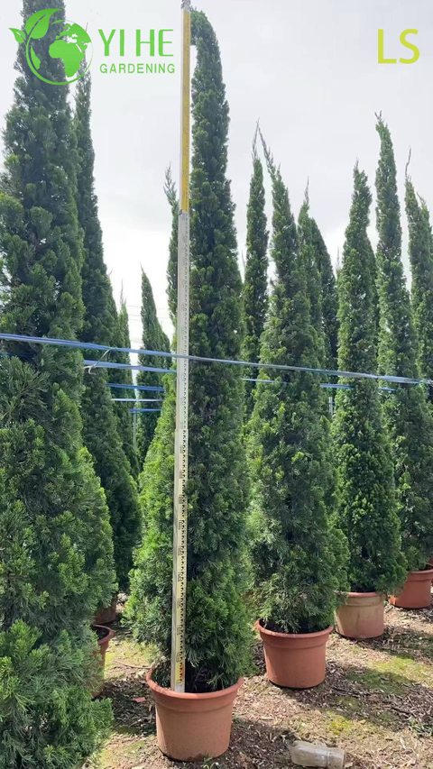 Ornamental Goldenrain Tree for Wholesale Export