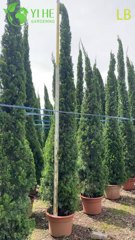 Ornamental Chinese Juniper Evergreen Tree for Wholesale Export