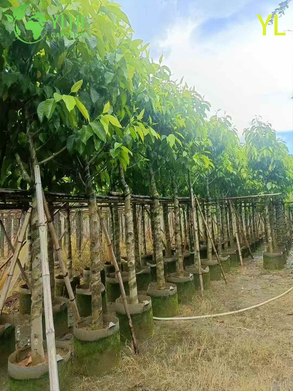 Ornamental Fragrant Magnolia Tree for Wholesale Export