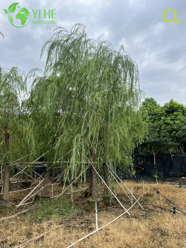Ornamental Weeping Willow Tree for Wholesale Export